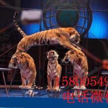 舞臺藝術(shù)造型策劃 以創(chuàng)意點(diǎn)亮表演的靈魂